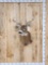 3x4 Whitetail Shoulder Mount Taxidermy