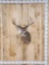 Main Frame 6x5 Whitetail Shoulder Mount Taxidermy