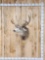 5x5 Mule Deer Shoulder Mount Taxidermy