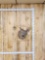 Main Frame 5x5 Whitetail Shoulder Mount Taxidermy