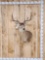 4x4 Whitetail Shoulder Mount Taxidermy
