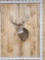 Main Frame 4x5 Whitetail Shoulder Mount Taxidermy