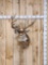 Big Nontypical Whitetail Shoulder Mount Taxidermy