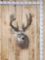 Big Main Frame 4x5 Whitetail Shoulder Mount Taxidermy