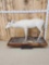 Albino Whitetail Deer Full Body Taxidermy Mount