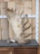 HUGE 25.5 Lbs Alaskan Moose Antler