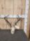Freak Whitetail Antlers On Skull