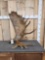 17 Lbs Alaskan Moose Shed Antler
