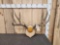 Big 5x5 Mule Deer Antlers On Plaque