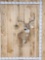 4x5 Whitetail Shoulder Mount Taxidermy