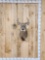 3x3 Whitetail Shoulder Mount Taxidermy