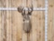Main Frame 6x5 Whitetail Shoulder Mount Taxidermy