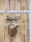 4x4 Whitetail Shoulder Mount Taxidermy