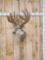 6x7 Reproduction Whitetail Shoulder Mount Taxidermy