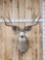 5x5 Mule Deer Shoulder Mount Taxidermy