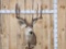 5x5 Mule Deer Shoulder Mount Taxidermy