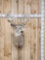 Main Frame 5x5 Whitetail Shoulder Mount Taxidermy
