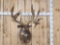 Huge Nontypical Whitetail Shoulder Mount Taxidermy