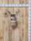 Sitka Blacktail Deer Shoulder Mount Taxidermy
