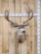 5x5 Mule Deer Shoulder Mount Taxidermy