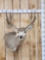 5x5 Mule Deer Shoulder Mount Taxidermy