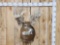 GIANT 300 Class Whitetail Shoulder Mount Taxidermy