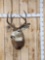4x5 Mule Deer Shoulder Mount Taxidermy