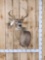 4x4 Whitetail Shoulder Mount Taxidermy
