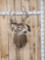 Double Droptine Whitetail Shoulder Mount Taxidermy