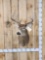 4x5 Whitetail Shoulder Mount Taxidermy
