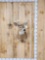 5x5 Whitetail Shoulder Mount Taxidermy