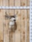 Sitka Blacktail Deer Shoulder Mount Taxidermy