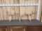 3 Sets Of Whitetail Antlers On Skull