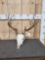 4x5 Whitetail Antlers On Skull