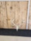 Big Red Stag Antlers On Skull