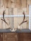6x6 Elk Antlers On Skull Plate