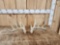 Main Frame 5x5 Whitetail Shed Antlers
