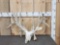 Giant 300 Class Whitetail Antlers Mounted On Skull