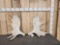 Set Of Alaskan Moose Antlers 13.6 Lbs