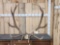 6x6 Elk Antlers On Skull Plate