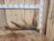 8.4 Lbs Moose Shed Antler