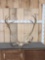 Set of Caribou Antlers On Skull Plate