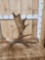 7 Lbs Self Standing Moose Shed Antler