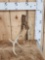 Nontypical Self Standing Whitetail Shed Antler