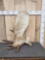 10.8 Lbs Alaskan Moose Shed Antler