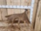 13.2 Lbs Self Standing Moose Shed Antler