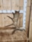 4.6 Lbs Self Standing Moose Shed Antler