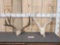 2 Sets Of Mule Deer Antlers