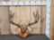 5x5 Mule Deer Antlers On Plaque