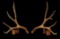 185? Wild Wyoming Mule Deer Shed Antlers